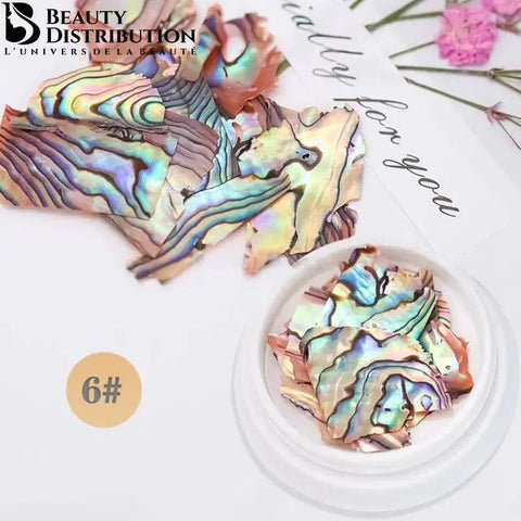 Natural Sea Shell Coquille De Mer BK-06 Beauty Distribution